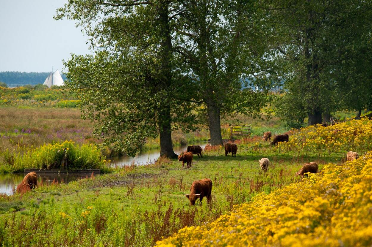 Natuur thema 1