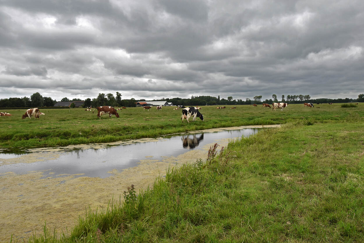 Koeien in de wei 2