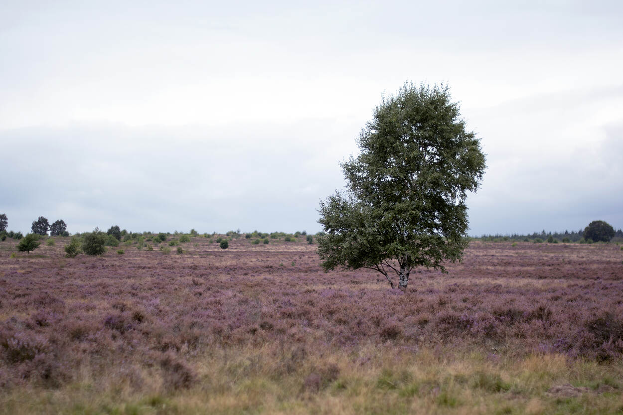 Paarse heide in bloei