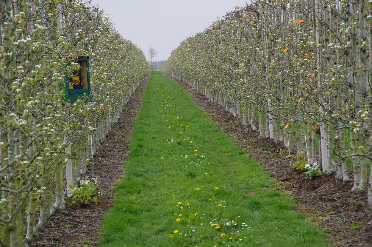 Perceel met bijenkast