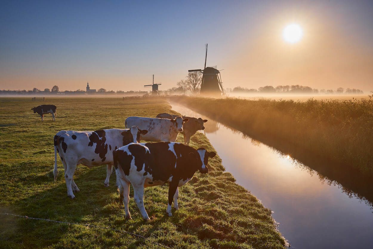 koeien landschap