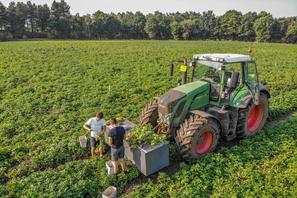 Aardappels testen