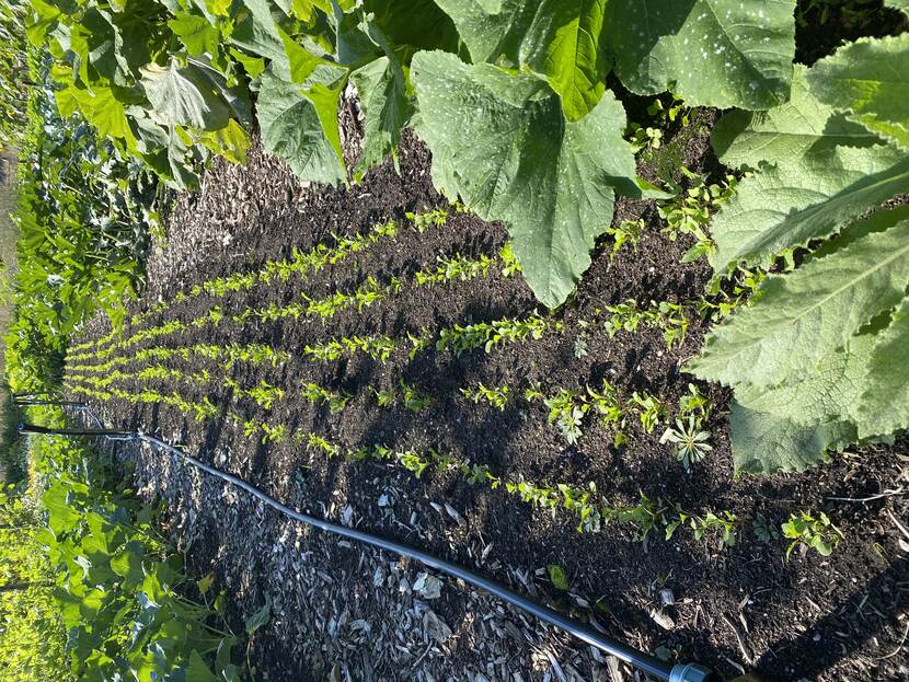 Strokenteelt in de moestuin