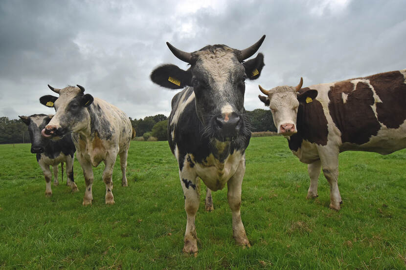 Koeien op het erf van boerderij De Kreel