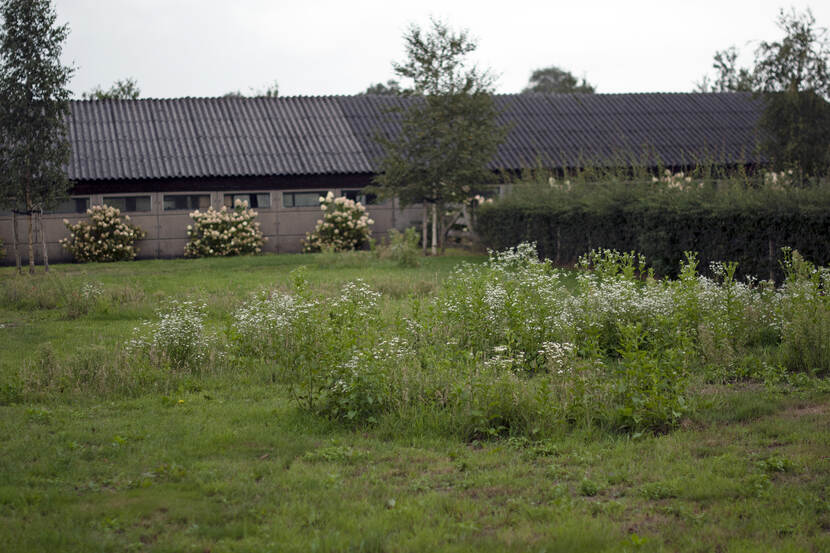 weiland met struikjes op het erf van boerderij De Kreel