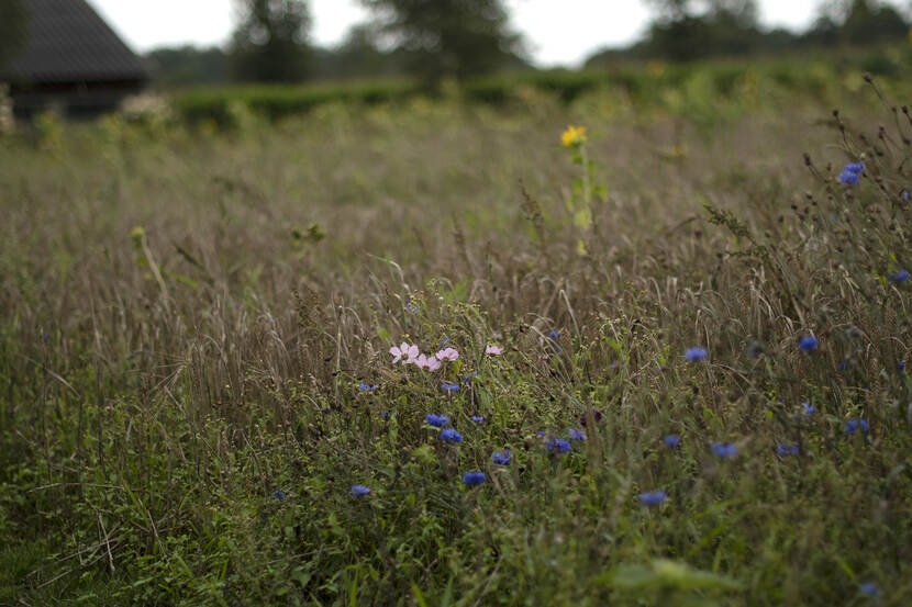 Bloemrijke akkerrand