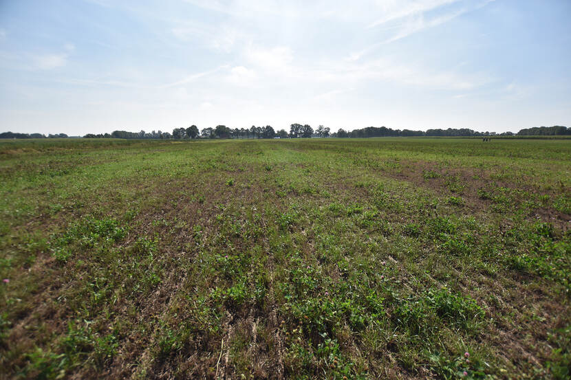 Droogte op het land van familie Lansink