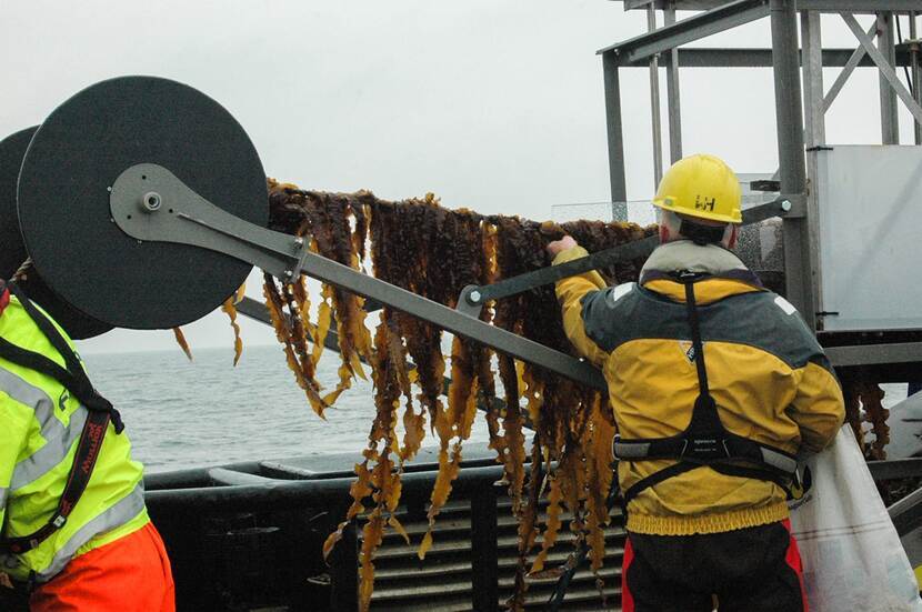 Oogst noordzee boerderij