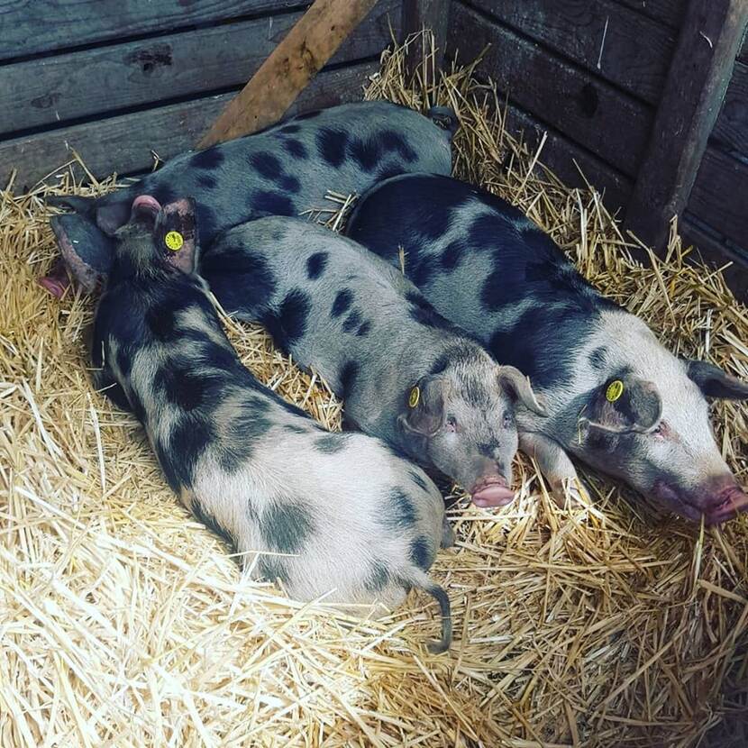 Bonte Bentheimers op het landgoed Velhorst