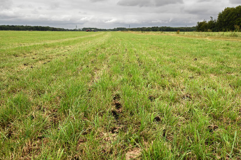 Grasland met gaatjes