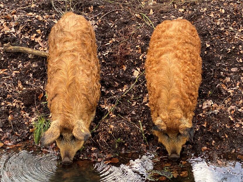 Mangalitza's drinkend uit de sloot